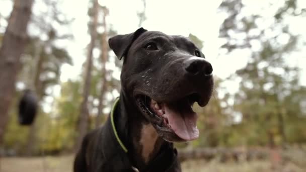 Pit Bull Pit Bull Perro Retrato — Vídeos de Stock