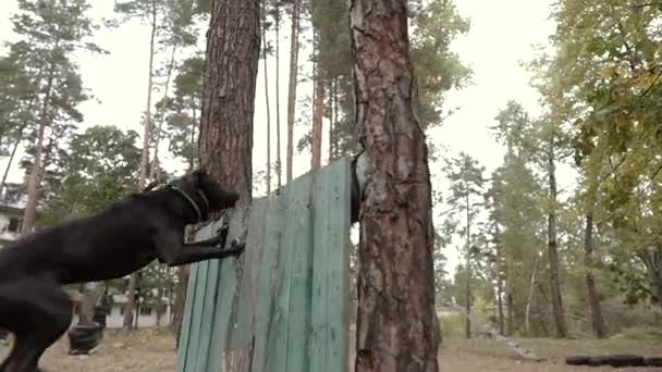 Entraînement Chien Puits Chien Taureau Sautant Par Dessus Barrière — Video