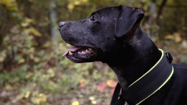 Pitbull Pit Bull Dog Portrait — Stock video