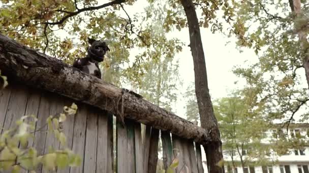 狗训练 斗牛犬跳过栅栏 — 图库视频影像