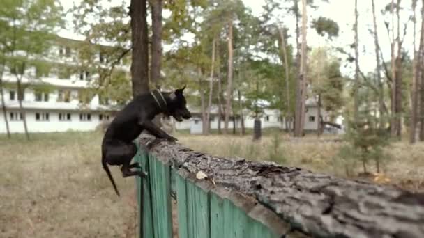 Entrenamiento Perros Pit Bull Dog Saltando Sobre Barrera — Vídeo de stock