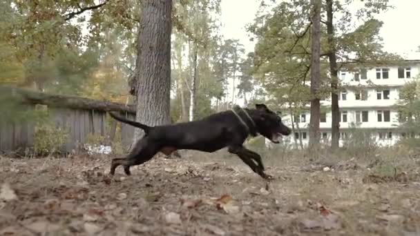 Treinamento Cães Pit Bull Dog Pulando Sobre Barreira — Vídeo de Stock