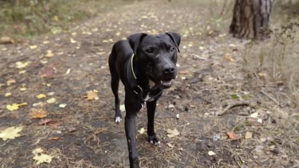 Pit Tjur Pit Bull Hund Porträtt — Stockvideo