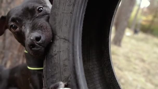 積極的な犬 車のタイヤの上の犬のニブル — ストック動画