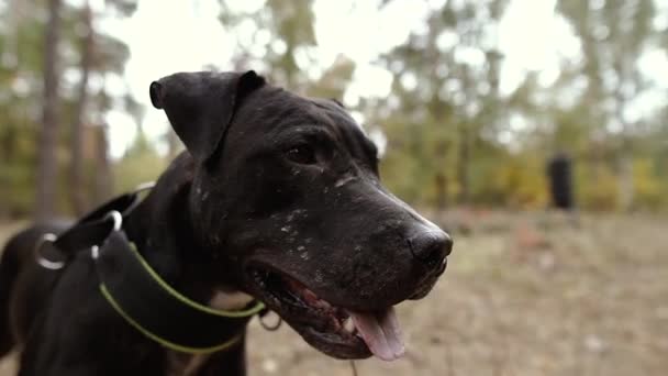 Pit Tjur Pit Bull Hund Porträtt — Stockvideo