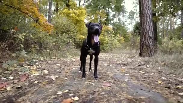 Een Pitbull Pit Bull Hond Portret — Stockvideo