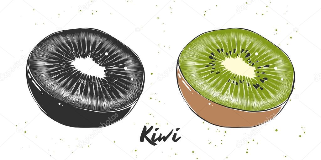 Vector engraved style illustration for posters, decoration and print. Hand drawn sketch of kiwi in monochrome and colorful. Detailed vegetarian food drawing.