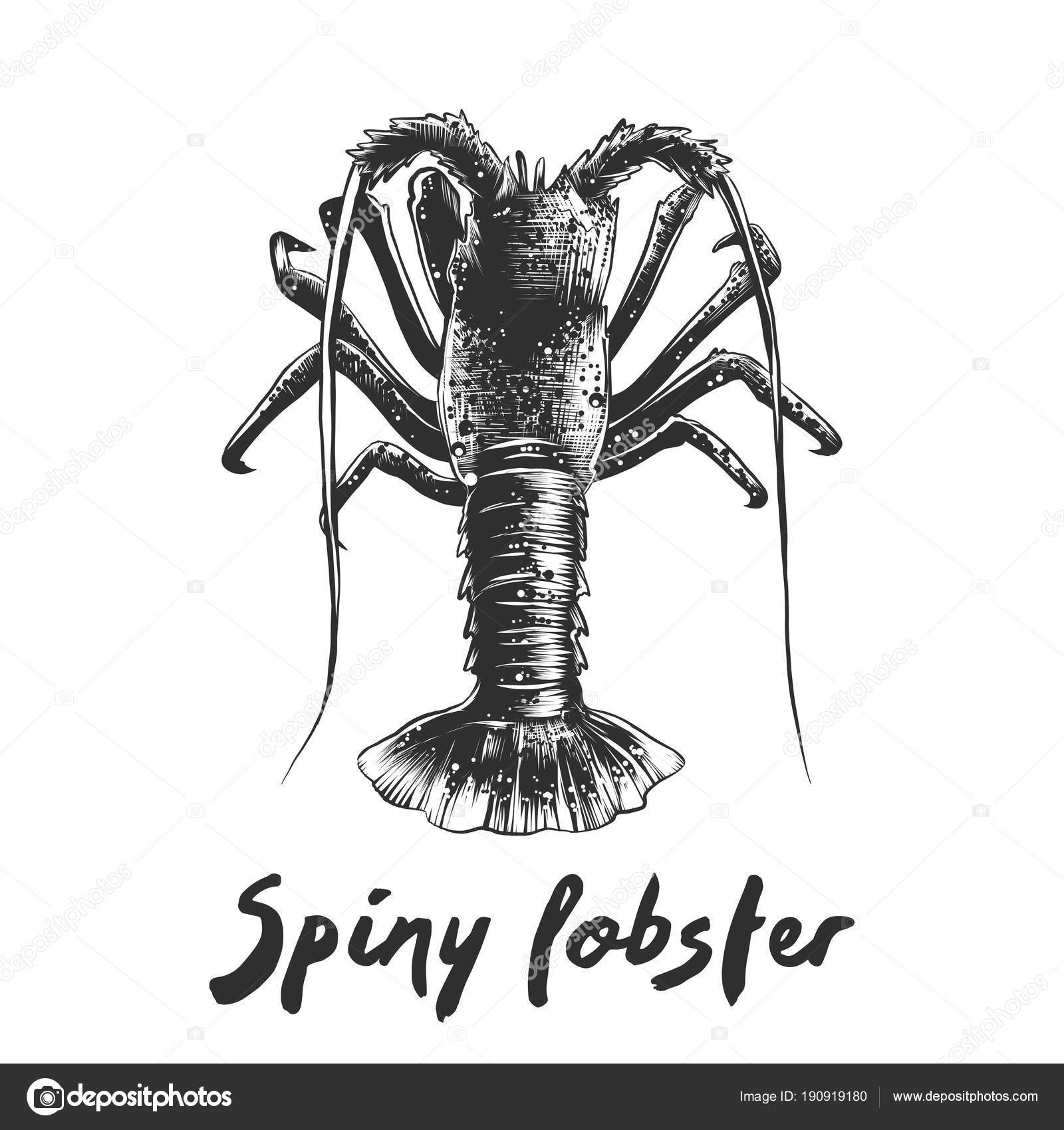 すべての動物の画像 50 素晴らしい海老 イラスト 白黒 すべての動物の画像 50 素晴らしい海老 イラスト 白黒