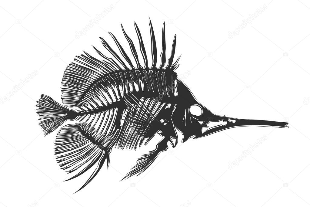 Vector engraved style illustration for posters, decoration and print. Hand drawn sketch of fish bones in monochrome isolated on white background. Detailed vintage woodcut style drawing.