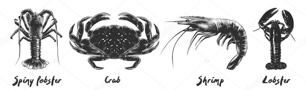 Vector engraved vintage style illustrations of spiny lobster, crab, shrimp, lobster for menu, logo, decoration and emblem. 