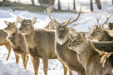Kazakistan'ın Marals