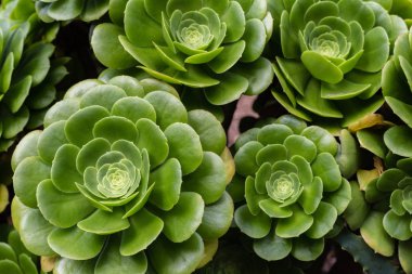 kır çiçekleri kümesi