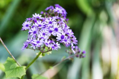 Güzel bir çiçek göster
