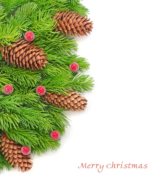 Zapfen und rote Beeren auf flauschigen Zweigen eines Weihnachtsbaums auf weißem Hintergrund mit Platz für den Text. — Stockfoto