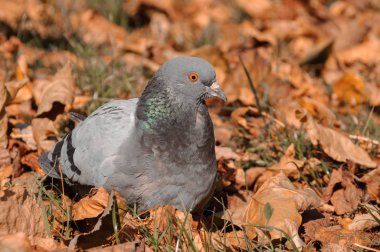 Güvercinler sonbahar manzarası