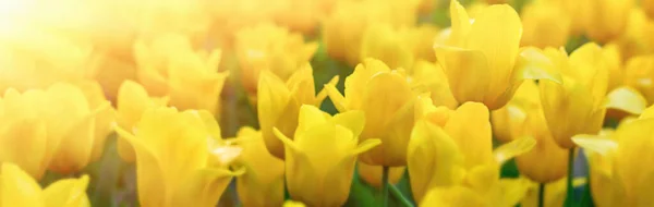 Beautiful Yellow Tulip Field Banner — Stock Photo, Image