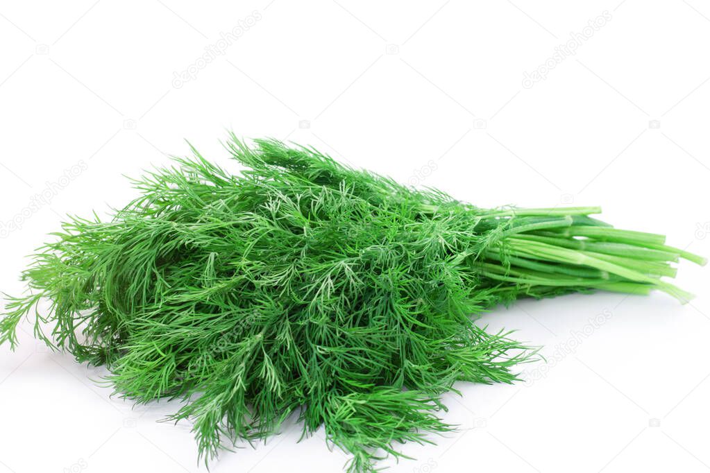 fennel on a white background