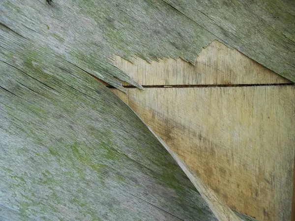 오래 된 그려진된 나무 — 스톡 사진