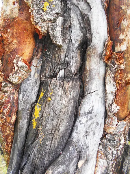 ağaç kabuğu arkaplanı