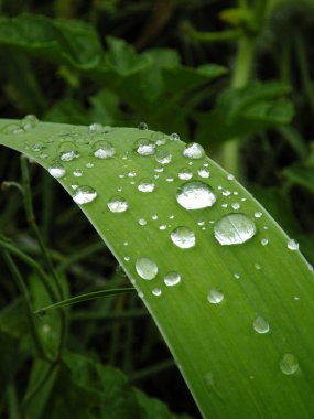 yeşil yaprakların arkaplanı 