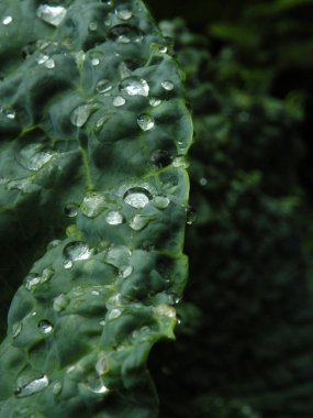 yeşil yaprakların arkaplanı 