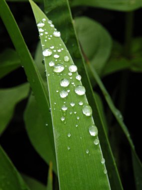 yeşil yaprakların arkaplanı 