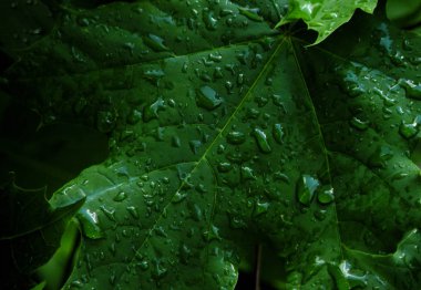 yeşil yaprakların arkaplanı 