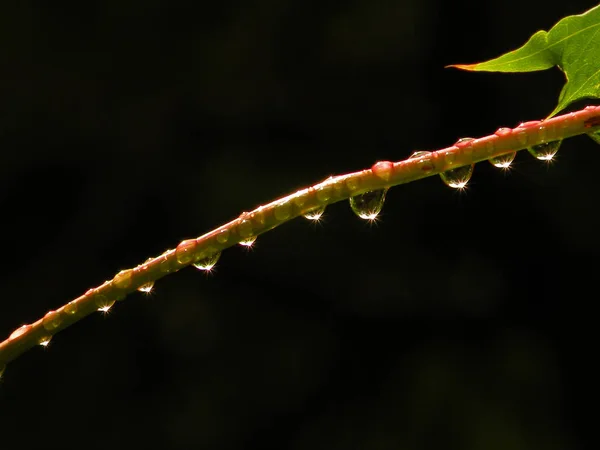 Background of green leaves — Stock Photo, Image