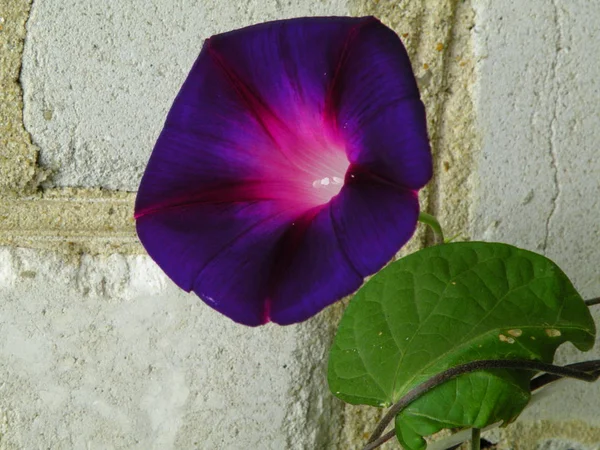 Closeup στον κήπο λουλουδιών — Φωτογραφία Αρχείου