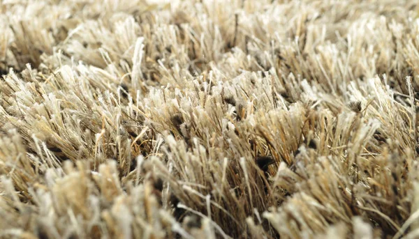 Shaggy carpet closeup