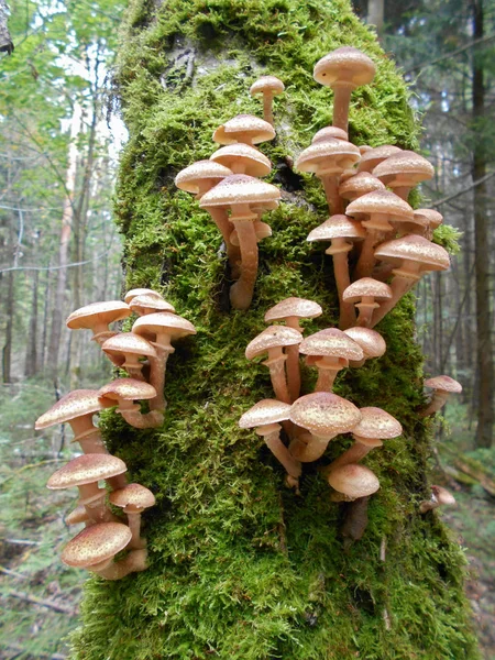 Ağaçtaki mantarlar