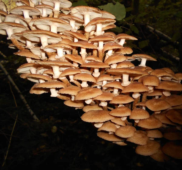 Mushrooms on a tree — Stock Photo, Image