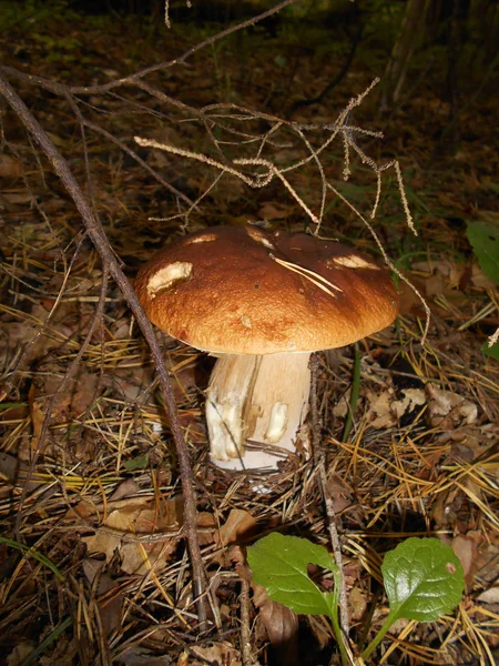 Funghi su un albero — Foto Stock