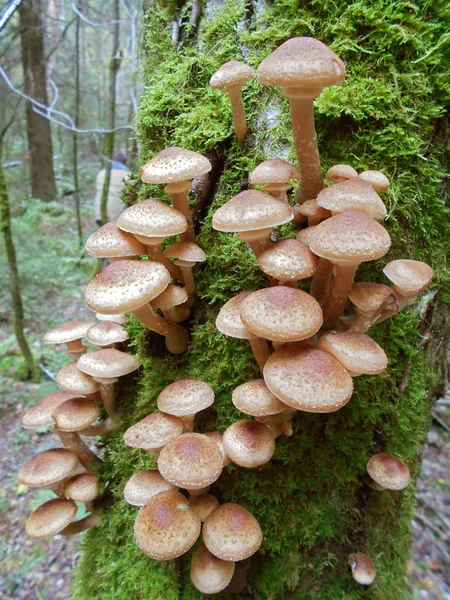 Ağaçtaki mantarlar