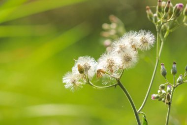 Güzel çiçek çayır parlak yumuşak 