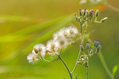 Güzel çiçek çayır parlak yumuşak 