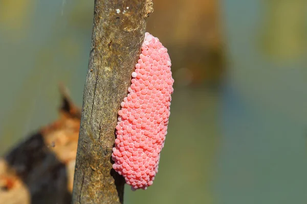 Salyangoz yumurta bir doğal