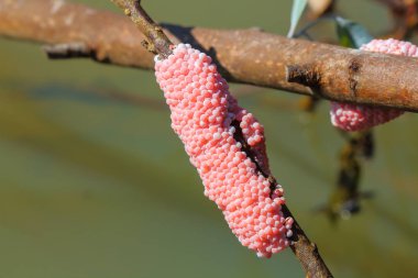 Salyangoz yumurta bir doğal