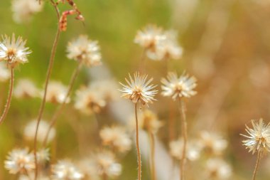 Güzel çiçek çayır parlak yumuşak 