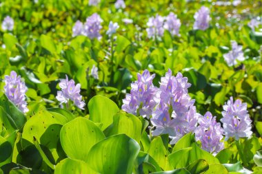 Su sümbül çiçek, doğal su kaynakları