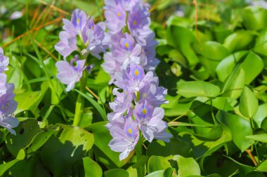 Su sümbül çiçek, doğal su kaynakları