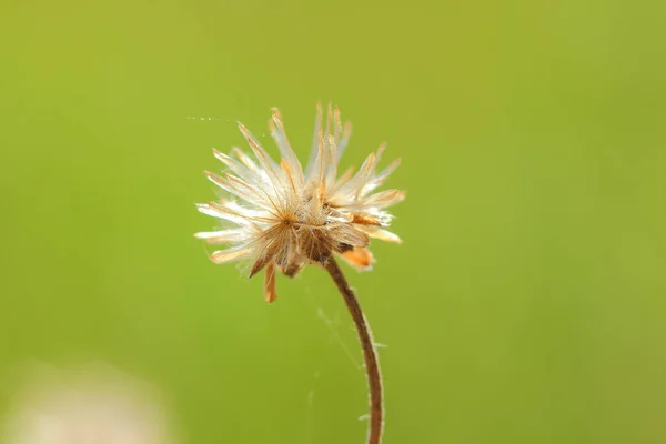 Piękne kwiaty łąka jasne bezalkoholowe — Zdjęcie stockowe