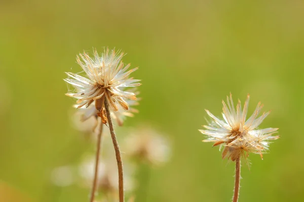 Piękne kwiaty łąka jasne bezalkoholowe — Zdjęcie stockowe