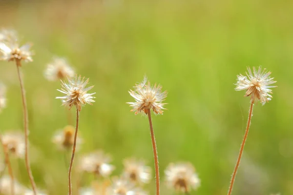 Krásné květiny louka světlé měkké — Stock fotografie
