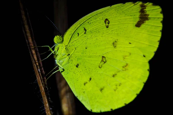 Dormir borboleta à noite — Fotografia de Stock