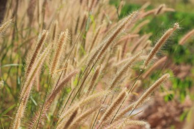 Güzel çiçek çayır parlak yumuşak 