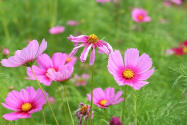 cosmos çiçek çiçeklenme.