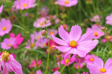 cosmos çiçek çiçeklenme.