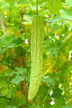 Kabak çiftlik Tayland