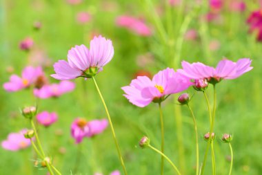 cosmos çiçek çiçeklenme.